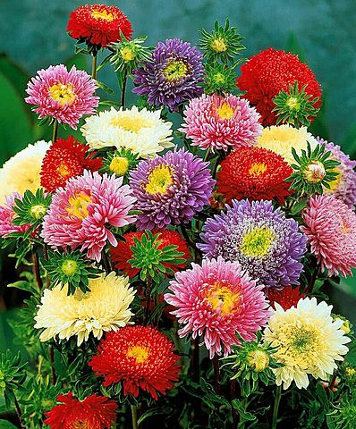 Az őszirózsás forradalom