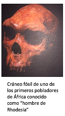 Aparición del hombre