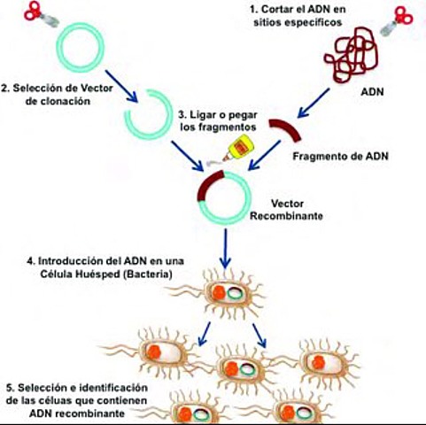Tecnología A.D.N recombinante