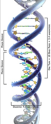 Nueva estructura para el A.D.N