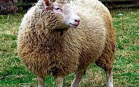 La oveja Dolly