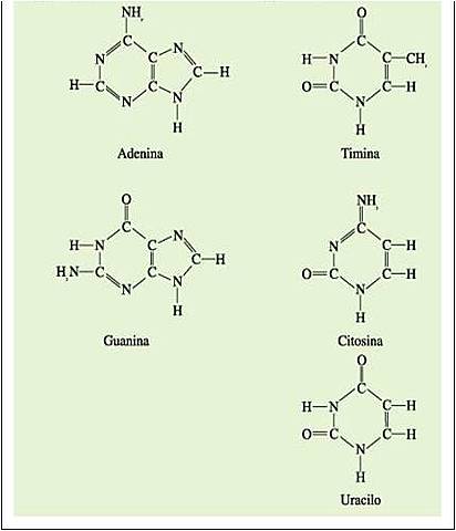 Nuevo descubrimiento! Nucleótidos!