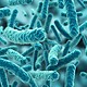 Bacterias