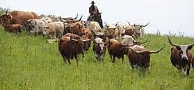 Cattle drives