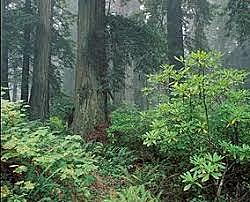 Forest Reserve Act 1891