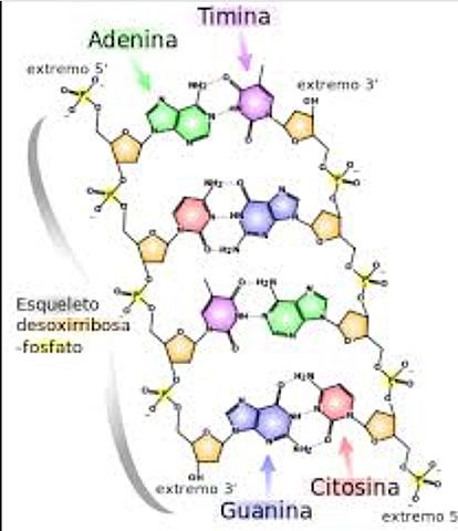 Phoebus Levene y Albrecht Kossel