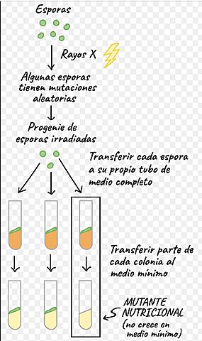 George Beadle y Edwars Taturm, "Un gen una enzima"