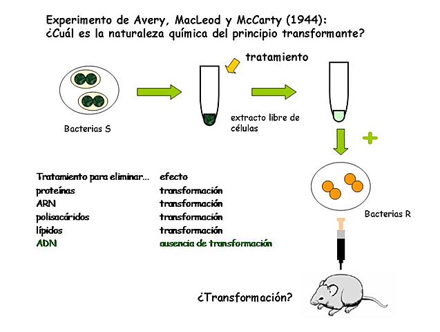 Osvald Avery, Colin MacLeod y Maclyn McCarty