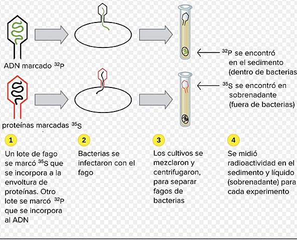 Alfred Hersheyy y Martha Chase