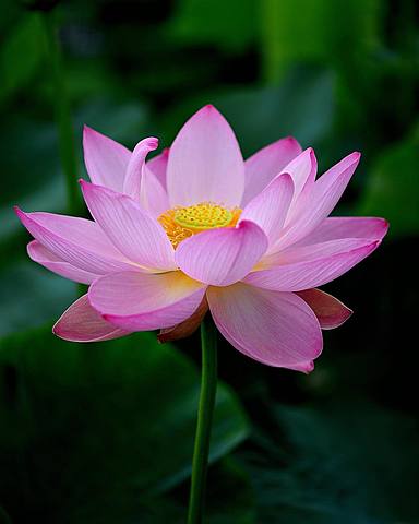 Nichiren Buddhism established in Japan.