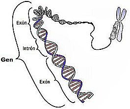 Teoría del Gen