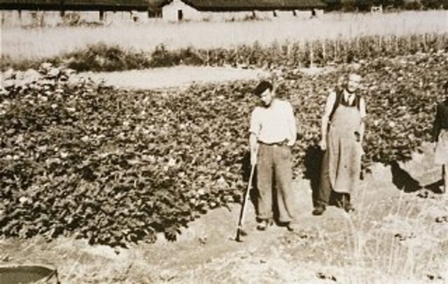 Jews forced into labor