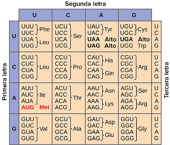 Marshall Warren Nirenberg y Heinrich J Matthaei