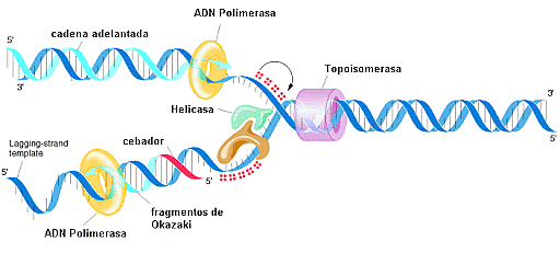 Descubrimiento de las enzimas que sintetizan el ADN y el ARN