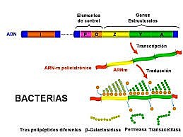 Jacques Monod y Francis Jacob