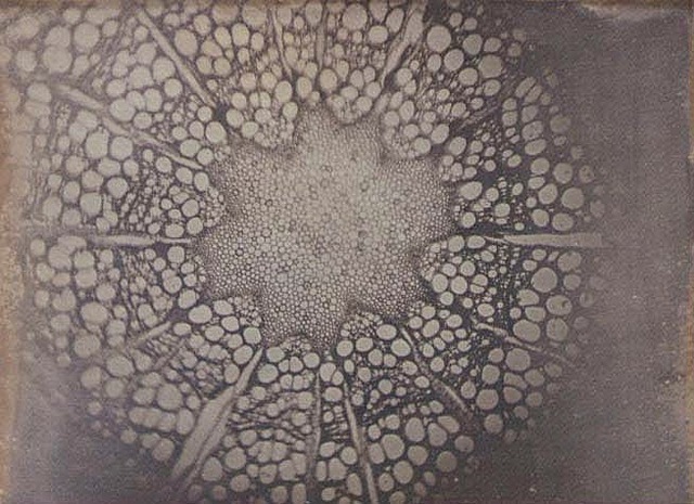 Microscopic Daguerreotypes
