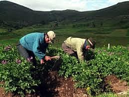 Presidente Ernesto Zedillo. (1994-2000).