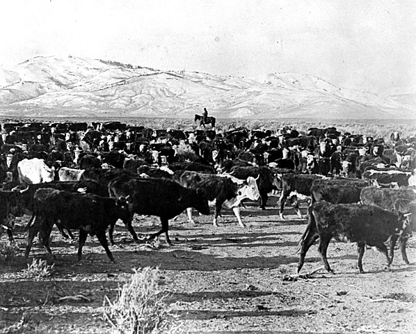 Cattle Drives