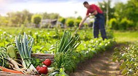 Timeline: Evolución de las Políticas Agrícolas en México