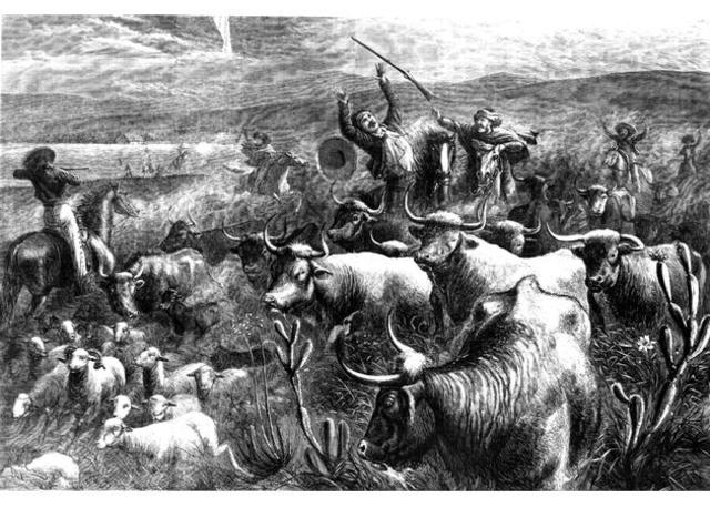 The Western Cattle Bonanza