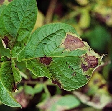 Tizón tardío (phytophthora infestans)