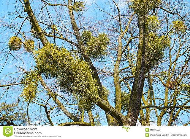 Primer patogeno - Reconocimiento del Muérdago