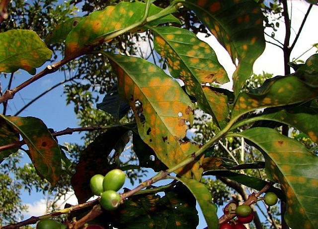 Roya del café (Hemileia vastatrix)