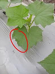 Enfermedad No 3 Patógeno: Mildiu Velloso de la vid (Plasmopara vitícola)