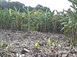 Enfermedad No 5 Patógeno: Mal de Panamá (Fusarium oxisporum f. sp).