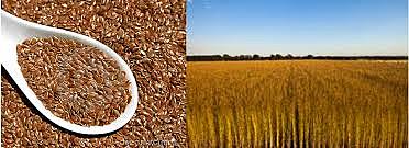 Enfermedad No 4 Patógeno: Marchitamiento del Lino (Fusarium oxysporum f sp. Lini).