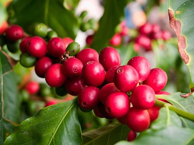 Variedad de café "Colombia"