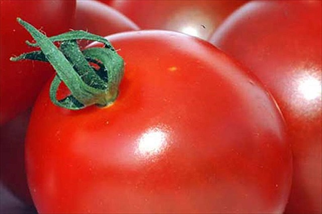 Primer OGM comercializado