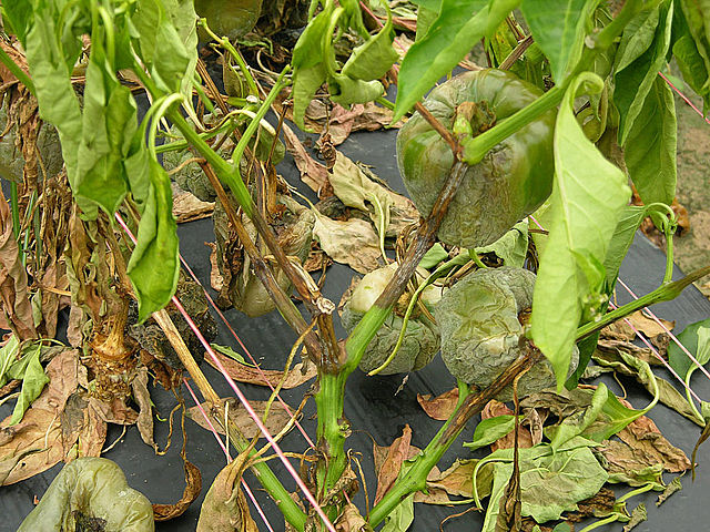 Creación del Genero Phytophthora