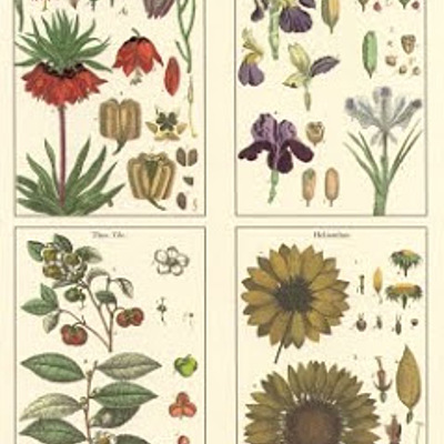 Timeline: HISTORIA DE LA FITOPATOLOGÍA