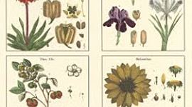 Timeline: HISTORIA DE LA FITOPATOLOGÍA