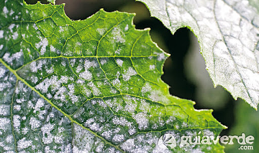 Bacterias causantes de enfermedades en plantas