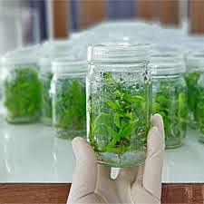 Desarrollo del cultivo de tejidos vegetales