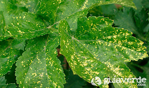 CONTROL DE ENFERMEDADES EN LA EDAD MEDIA