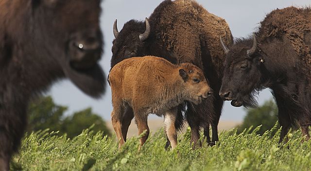 buffalo herds