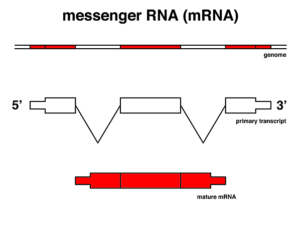 Messenger RNA discovered