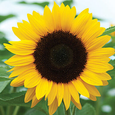 Timeline: Sunflowers