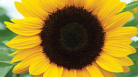 Timeline: Sunflowers