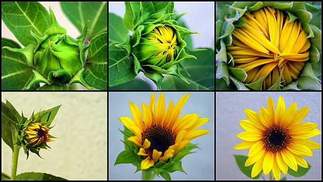 Blooming Sunflower