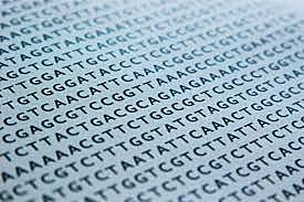 Neanderthal genome sequenced
