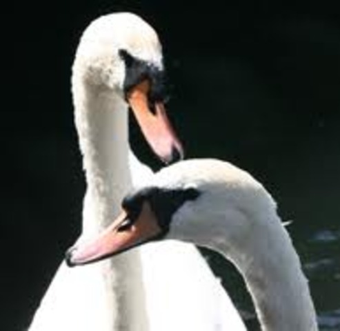 A swan with Avian Flu is discovered in Scotland