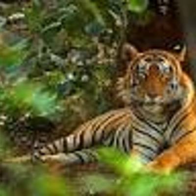 Timeline: ძუძუმწოვარი ცხოველები