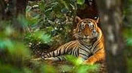 Timeline: ძუძუმწოვარი ცხოველები