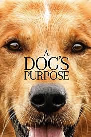 A Dogs Purpose- Scenes