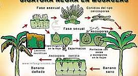 Timeline: Development Of the  SIGATOKA NEGRA (Mycosphaerella fijiensis)