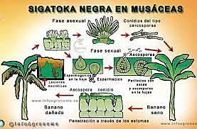 Agente etiologico y Vectores